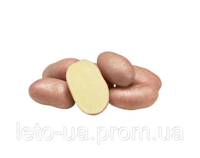 Семенной картофель Коразон (1 репродукция), 2.5кг, (Agrico) - фото 1 - id-p2150760472