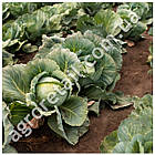 Капуста білокачанна Марлу F1 20 шт Sakata, фото 2