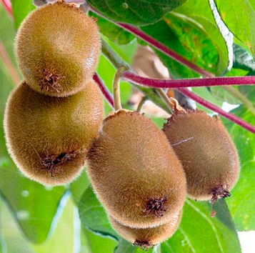 Ківі Хейворд (самоплідний, великоплідний) 2 роки ОКС