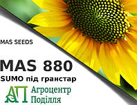 Семена гранстароустойчивого подсолнечника Mas 880.SU (115 -118 дн.) расы A-G MAS SEEDS