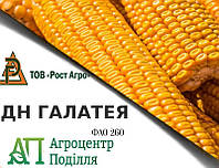 Семена кукурузы гибрид ДН ГАЛАТЕЯ (ФАО 260)