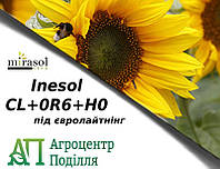 Семена высокоолеинового подсолнечника под евролайтинг ИНЕСОЛ CL+OR6+HO (MIRASOL SEED) расы A-F 105 дн. ИСПАНИЯ