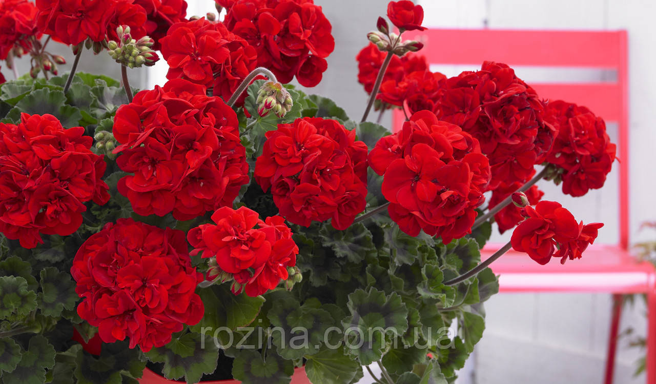 Пеларгонія Galaxy Dark Red