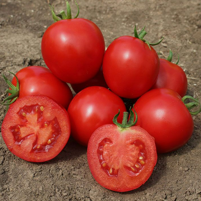 Томат Детермінантний KS 390 F1 500 шт (Kitano Seeds)
