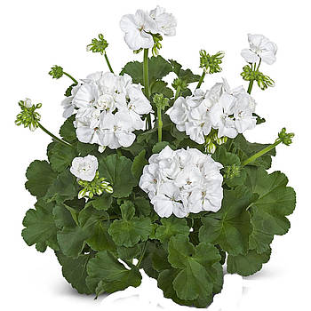 Пеларгонія  Dolce Vita Erika White