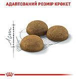 Сухий корм для домашніх довгошерстих котів Royal Canin Indoor Long Hair 2 кг, фото 2