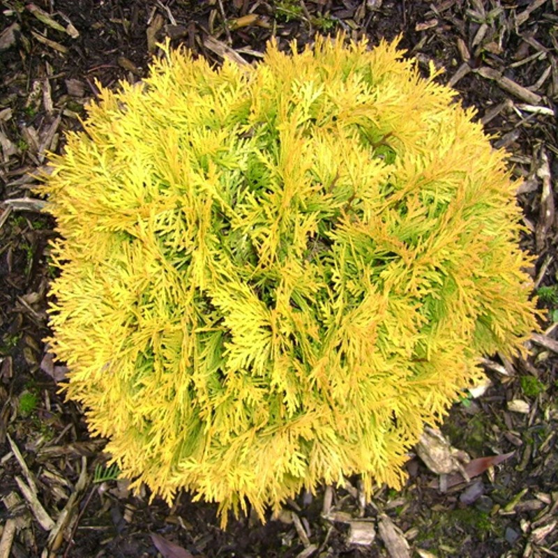 Туя західна Amber Glow 3 річна, Туя западная Амбер Глоу, Thuja occidentalis Amber Glow