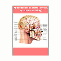 Плакат Vivay Кровеносная система головы, артерии (вид сбоку) А2 (8247) DM, код: 6863166