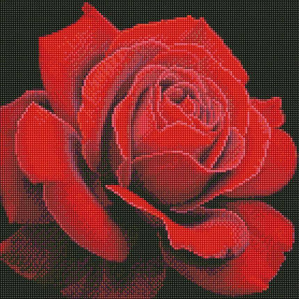 AMO7634 Набір діамантової мозаїки на підрамнику 40х40 см Червона троянда ©annasteshka, фото 2