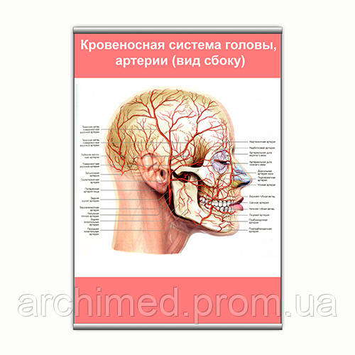 Плакат Vivay Кровеносная система головы, артерии (вид сбоку) с планкой А2 (9141) ON, код: 6759460 - фото 1 - id-p2152045832