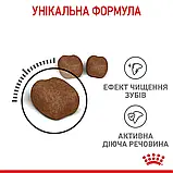 Сухий корм для запобігання зубному нальоту Royal Canin Dental Care 8 кг, фото 7