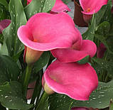 Калла Fantasia 18/20, фото 4