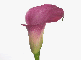 Калла Fantasia 18/20, фото 7