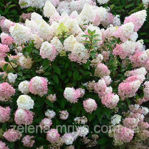 Гортензія волотиста Сандей Фрейз (Sundae Fraise) 5л., фото 1