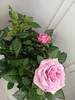 Розы, комнатные розы в горшке, комнатне цветущие розы в горшке (светлорозовая большая)