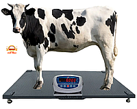Весы для КРС 1х2м 600кг без оградки, взвешивание коров, бычков (со стабилизацией веса)
