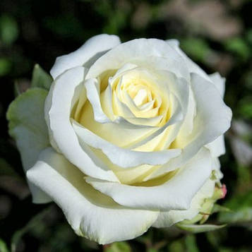 Троянда чайно-гібридна Анастасія