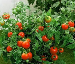 Детермінантні (низькорослі) томати