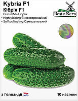 Огірок Кібрія F1 насіння (10 шт) партенокарпік корнішон Kybria середньоранній Голландія, Beste Kern, TM GL Seeds
