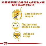 Сухий корм для дорослих котів породи Сфінкс Royal Canin Sphynx Adult 10 кг, фото 5