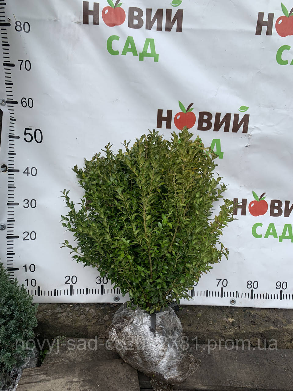 Купити Самшит (Buxus) великі кількості