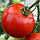Насіння томату Арізона, 100 г, фото 2