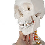 Велика модель скелета MALATEC 180 см деталізована модель скелета анатомічний скелет людини Польша, фото 3