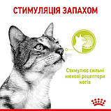 Вологий корм для дорослих котів стимулює нюхові рецептори Royal Canin Sensory Smell Jelly 85 г, фото 3