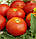 Насіння томату Волгоградський 323, 100 г, фото 2