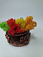 Стабилизированный мох ягель в мини кашпо Разноцветный мох ягель Декор для дома