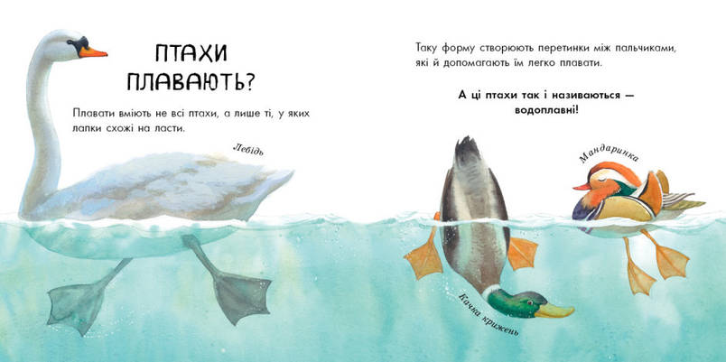 Книга для дітей "В гостях у природи. Птахи різні та дивовижні" | Ранок, фото 3