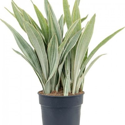 Sansevieria metallica 1 шт, фото 1