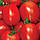 Насіння томату Ріо Фуєго, 100 г, фото 2