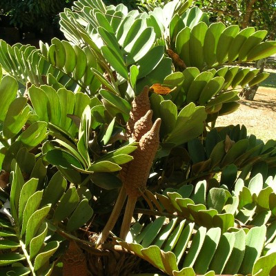 Zamia Furfuracea