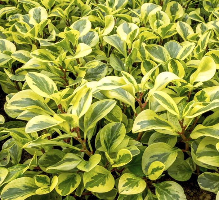 Пеперомія Variegata