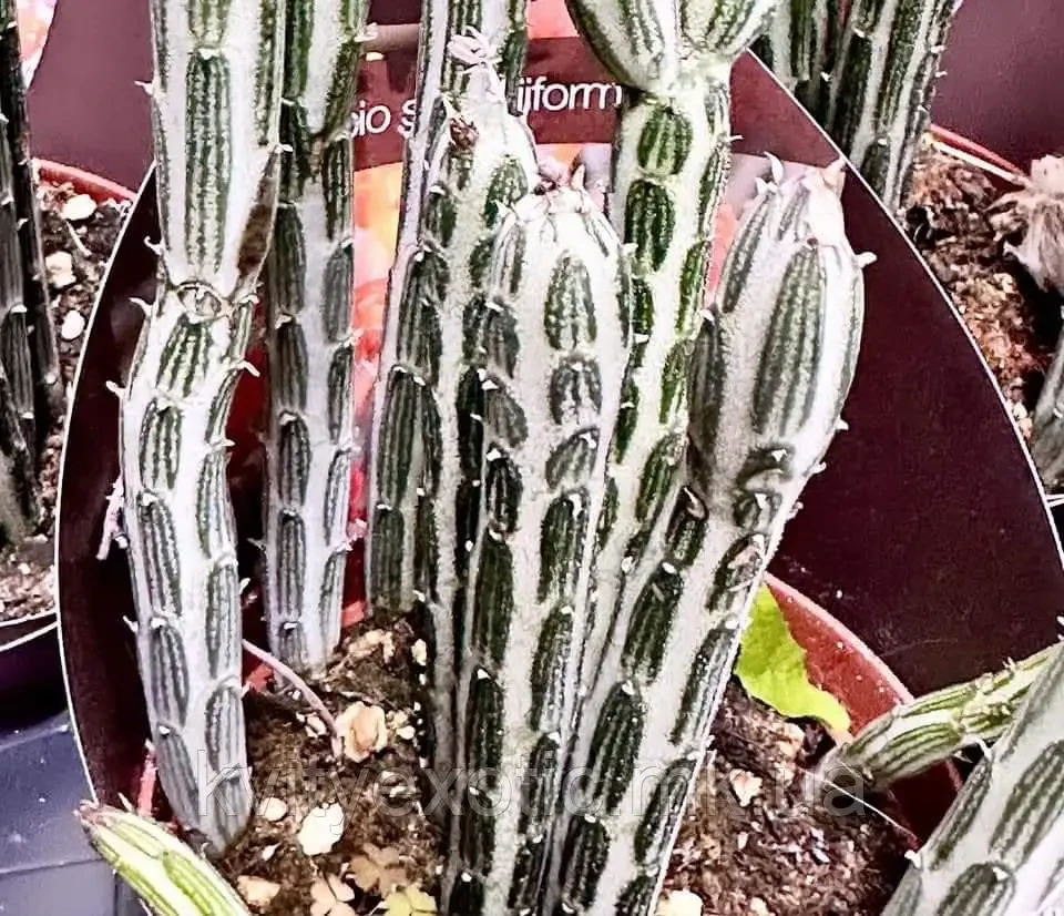Сенеціо stapeliiformis