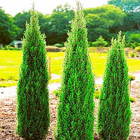 Саженцы Можжевельника обыкновенного Хиберника (Juniperus communis Hibernica)