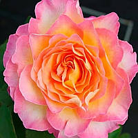 Роза Чайно-Гибридная Горджес (Gorgeous) 70-90 см