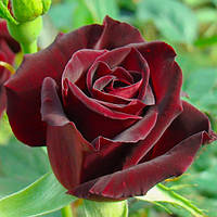 Роза Чайно-Гибридная Блек Баккара (Black Baccara) до 100 см