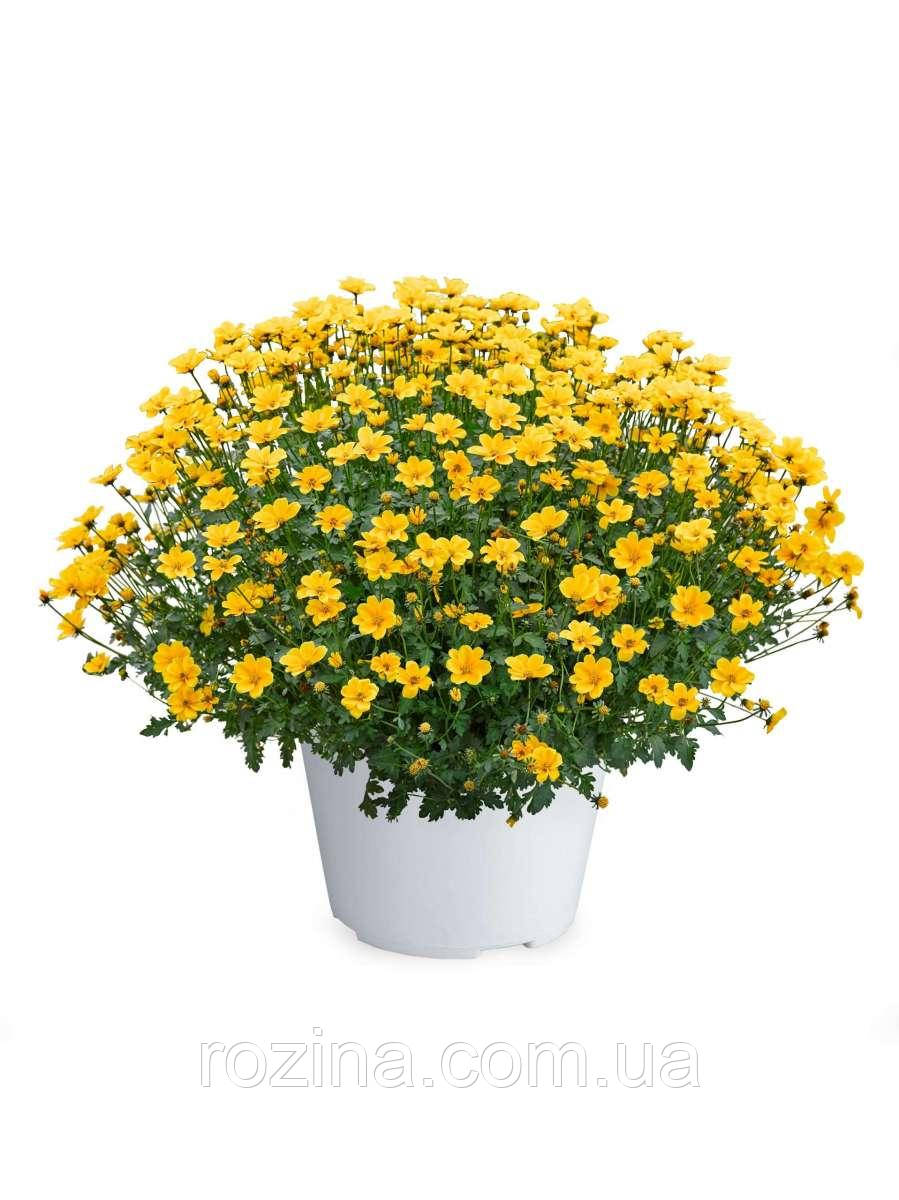 Біденс Golden Empire (Bidens)