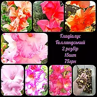 🌺Гладіолус Голландський сортовий 🌺 2 розбір