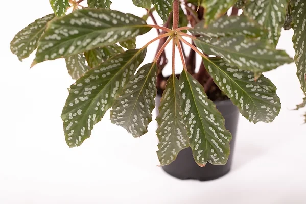 Бегонія hemsleyana silver dots, фото 1