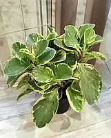 Пеперомия obtusifolia variegata