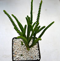 Крассула Lycopodioides