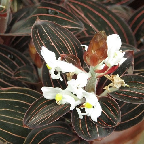 Орхидея Ludisia, фото 1