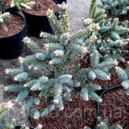 Ялиця іспанська Хорстман / h 25-30 / Abies pinsapo Horstmann, фото 1