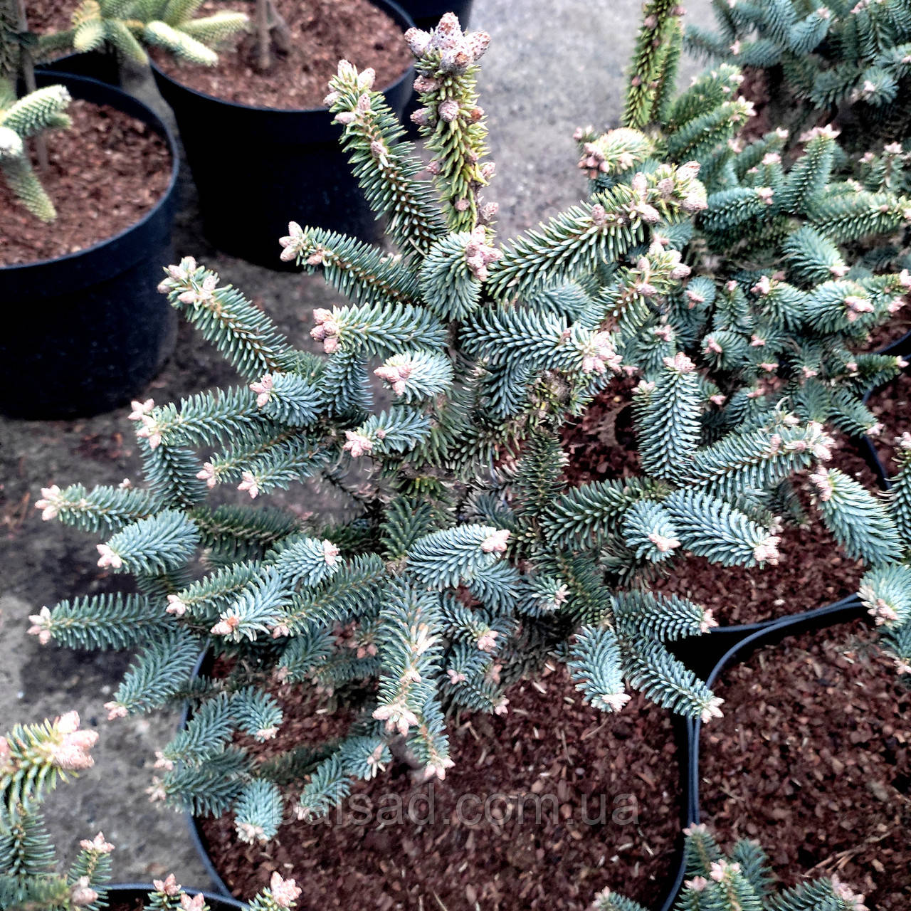 Ялиця іспанська Хорстман / h 25-30 / Abies pinsapo Horstmann