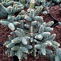 Ялиця іспанська Хорстман / h 25-30 / Abies pinsapo Horstmann, фото 3