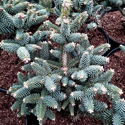 Ялиця іспанська Хорстман / h 30-40 / Abies pinsapo Horstmann, фото 2