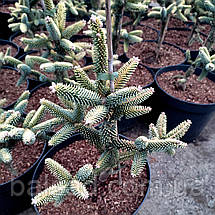 Ялиця іспанська Ауреа / С5 / h 30-40 / Abies pinsapo Aurea, фото 5